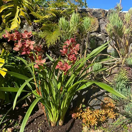 Casa La Vega Rural Con Piscina, Tenerife Icod De Los Vinos